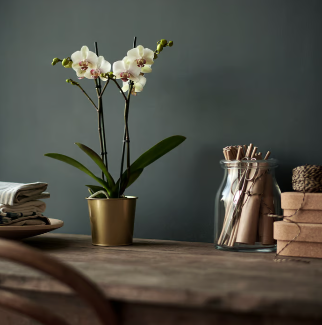 IIKEA DAIDAI Plant pot, brass-colour, 9 cm