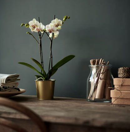 IIKEA DAIDAI Plant pot, brass-colour, 9 cm